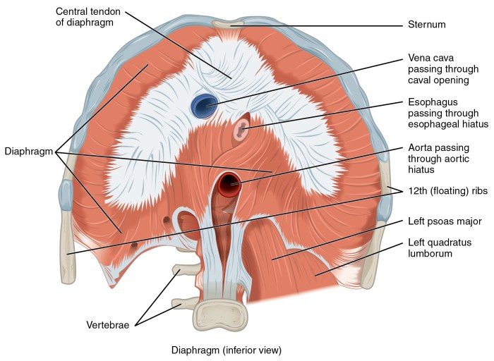 Diaphragm transverse diaphragms respiratory fig