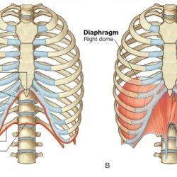 Diaphragm muscle location function contents