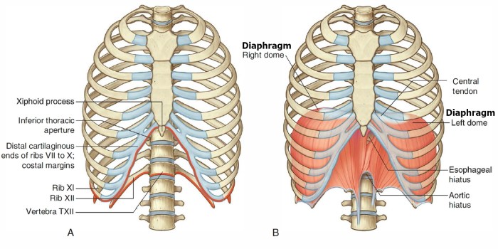 Diaphragm muscle location function contents